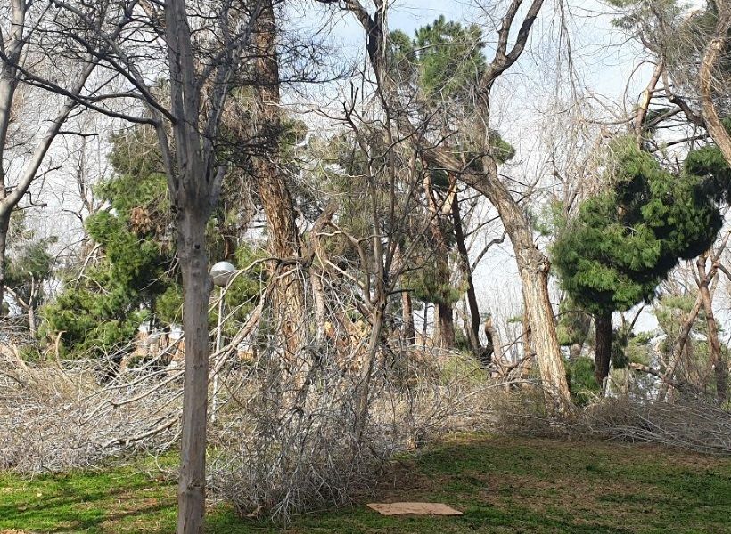 Ingenieros Agrícolas y Forestales alertan de la inadecuada gestión en el arbolado urbano