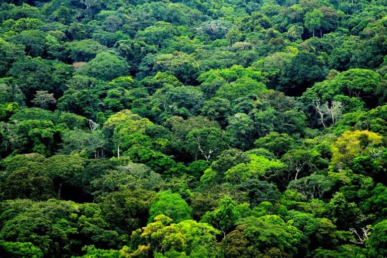 Un estudio destaca los beneficios de la certificación FSC para mantener y aumentar la cubierta forestal