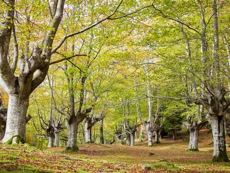 Una cooperativa de propietarios forestales apuesta por las especies autóctonas