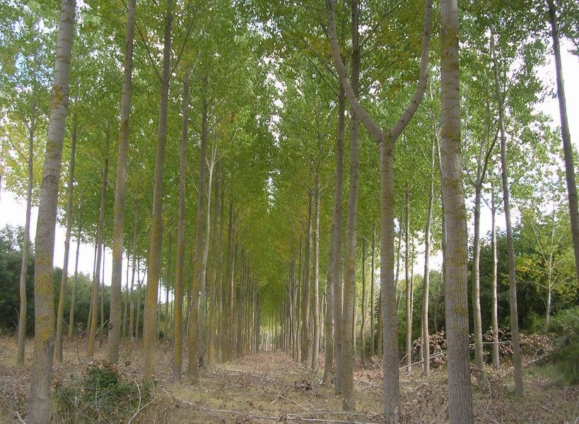 Nájera acogerá una jornada sobre innovación en el cultivo del chopo