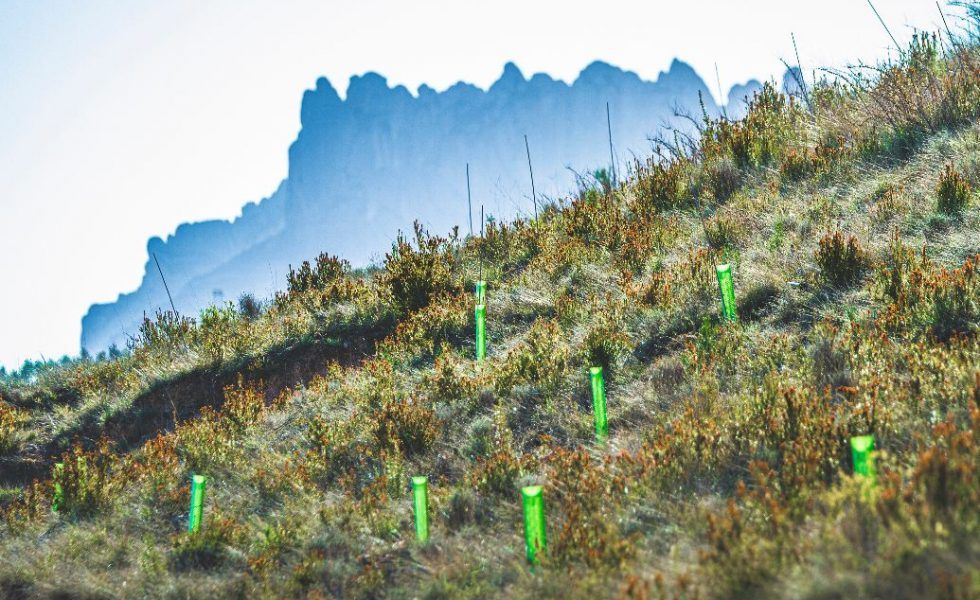 DKV compensa las emisiones de CO2 de los asistentes al Festival Cruïlla plantando 443 árboles