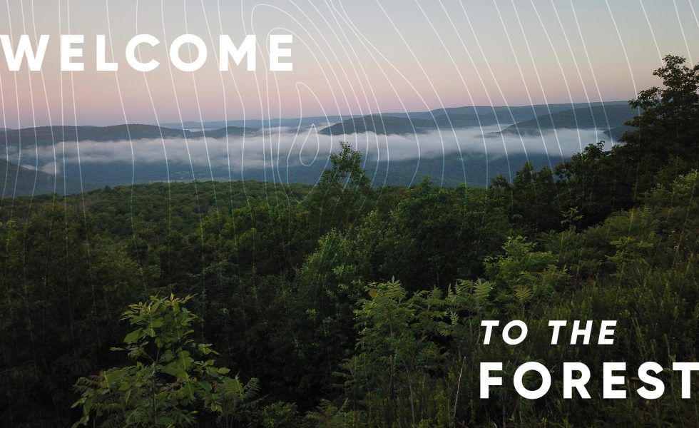 AHEC recopila reflexiones de expertos, diseñadores y arquitectos sobre la madera