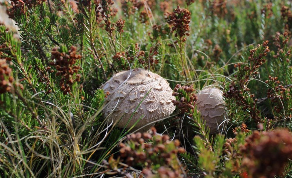 MIKOGEST organiza cursos formativos sobre el mundo de la micología