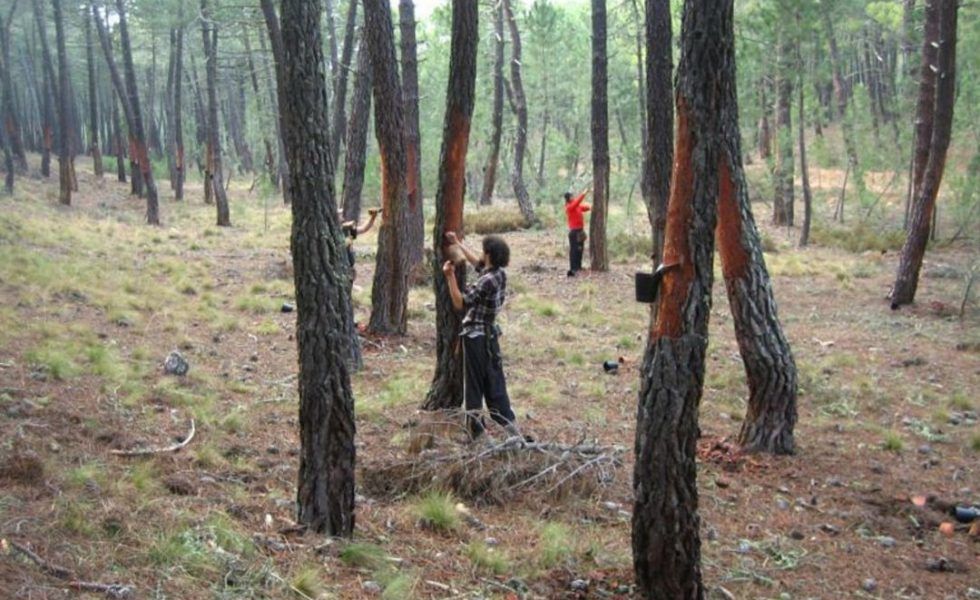 La Comarca de Almazán (Soria) busca 100 resineros