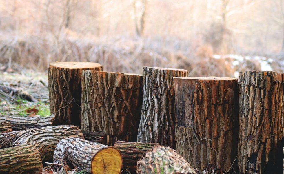 La madera: un recurso renovable y sostenible para la recuperación de la Unión Europea