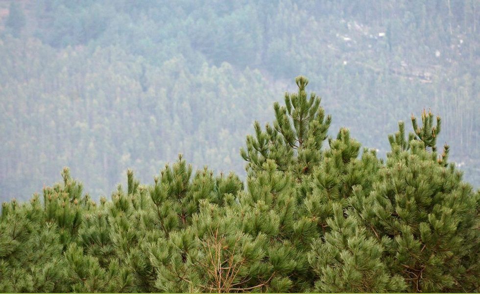 ARUME advierte sobre la situación crítica del monte gallego