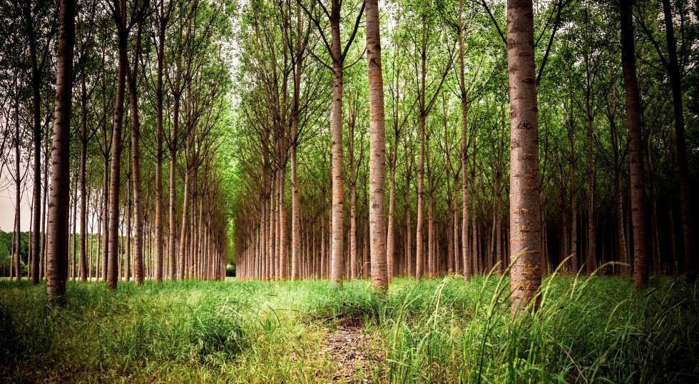 Patricia Gómez (COSE): “Hay suficiente madera”