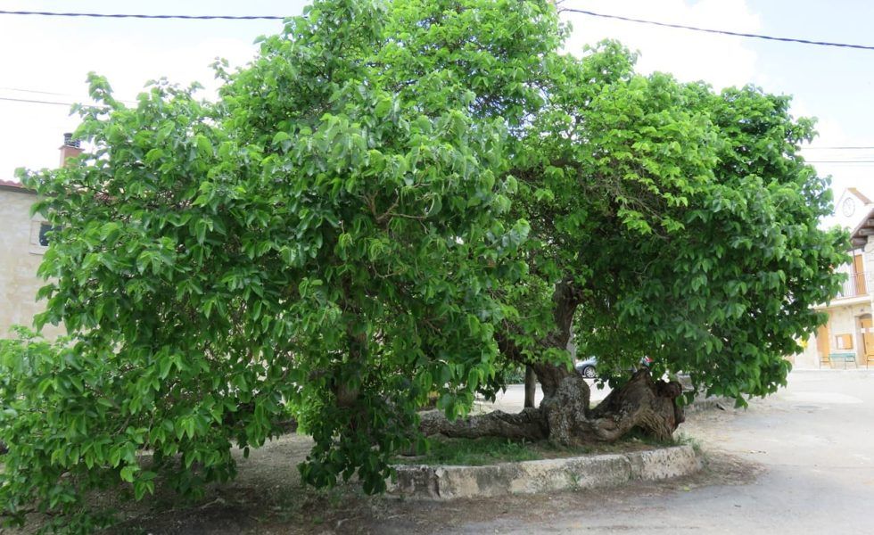 Once árboles españoles optan a ser el Árbol Europeo del Año 2022