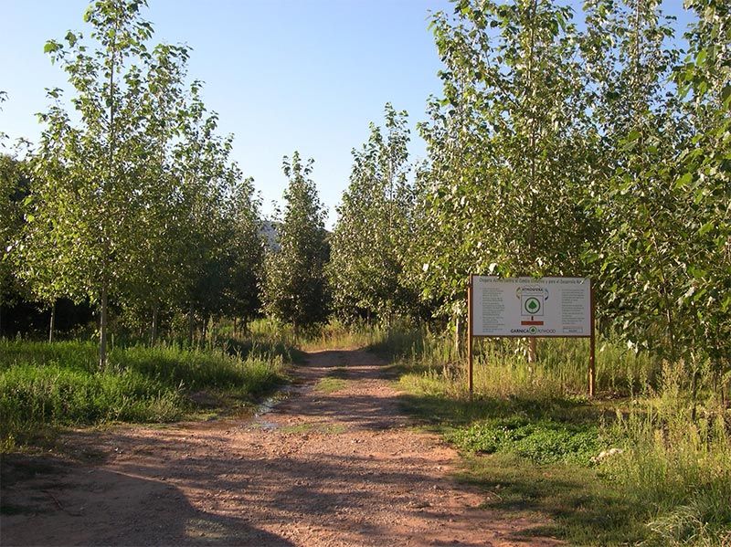 Las choperas, una masa forestal sostenible con gran potencial de producción