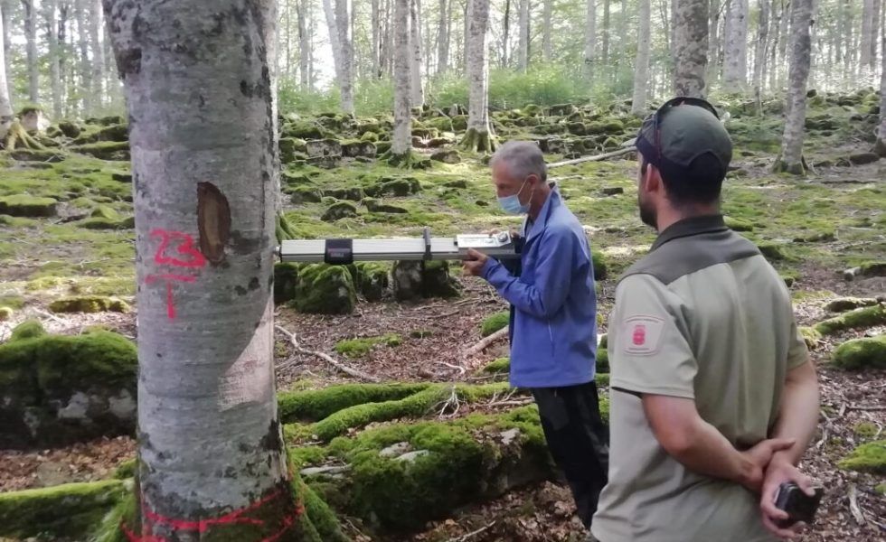 El Grupo Operativo FAGUS celebra un Café Forestal para dar a conocer sus resultados