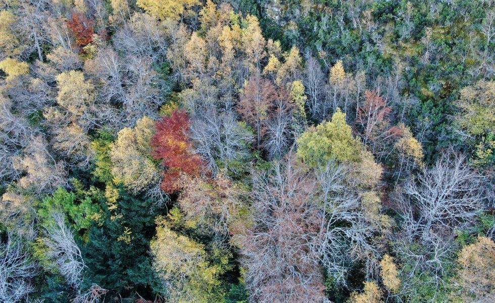 El desarrollo y la actividad rural son clave para la conservación de la superficie forestal
