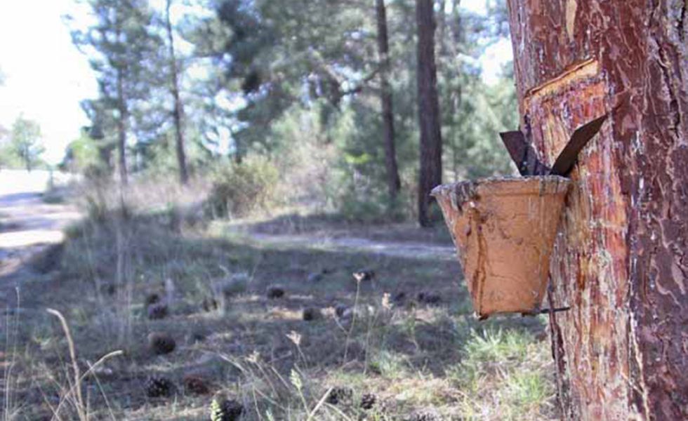 La JUNTA DE EXTREMADURA se vuelca en la formación de resineros