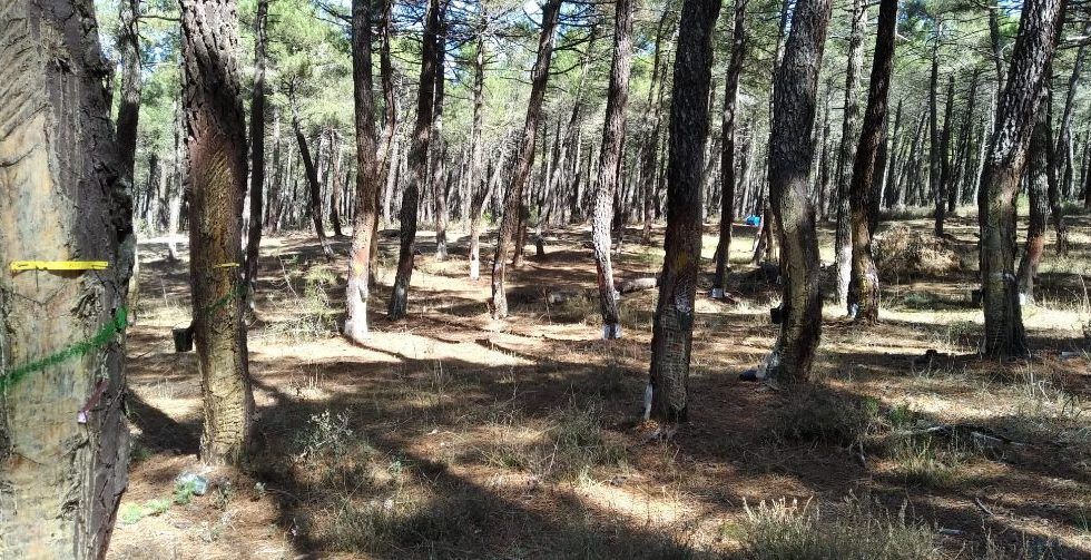 La provincia de Soria, un laboratorio experimental para impulsar el sector resinero