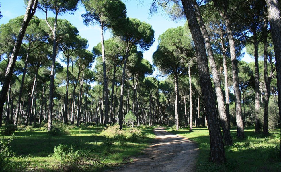 Los grupos FSC de gestión forestal incrementan la actividad económica de las empresas locales