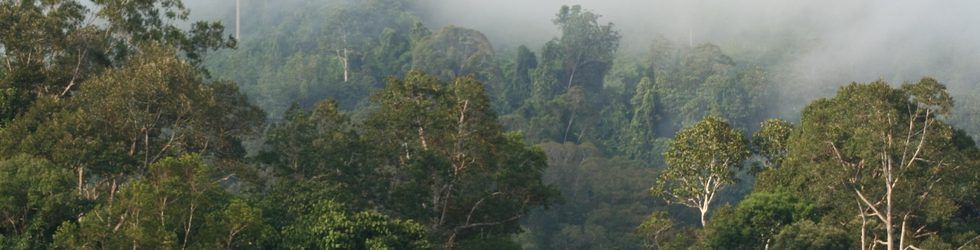 Los bosques gestionados de forma sostenible como parte de la solución al cambio climático