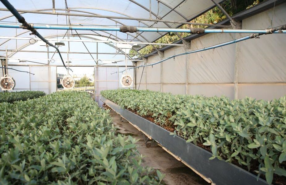 NUTRIGEST, un proyecto de gestión y nutrición forestal