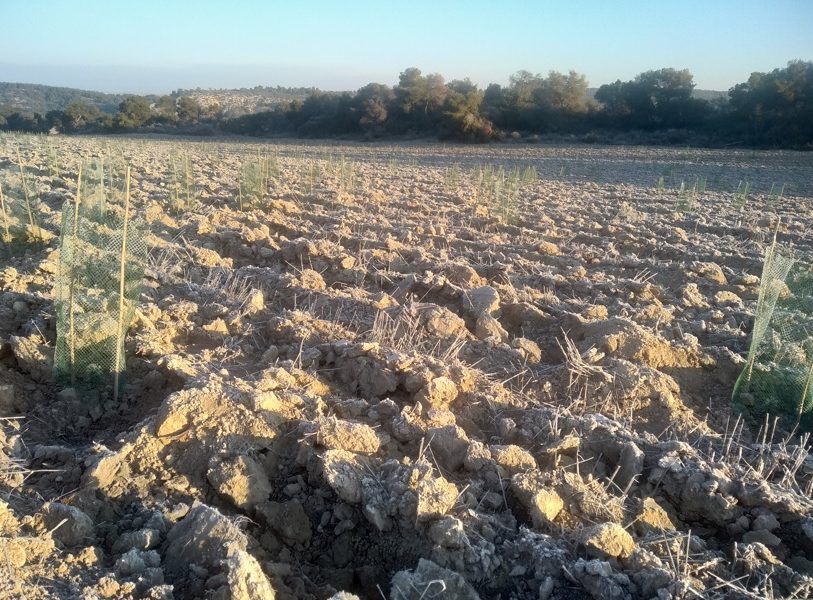 DKV planta 2.100 árboles y 1.400 arbustos en Vedado de Peñaflor