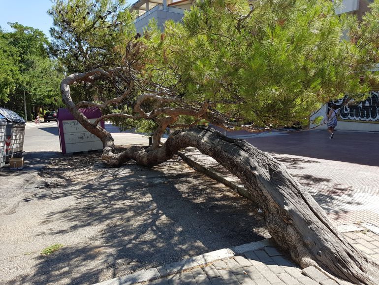 Guadalajara elabora una ruta de los árboles singulares de la ciudad