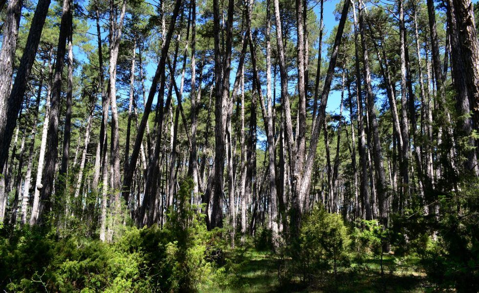 Palancares en Cuenca, un bosque sostenible ejemplar