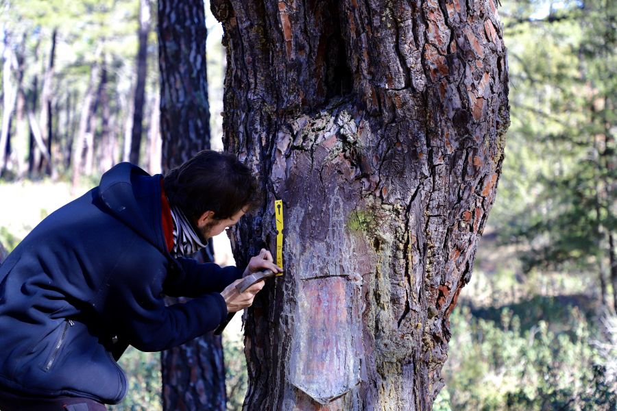 COBETA rinde homenaje a los resineros con su II Fiesta de la Resina