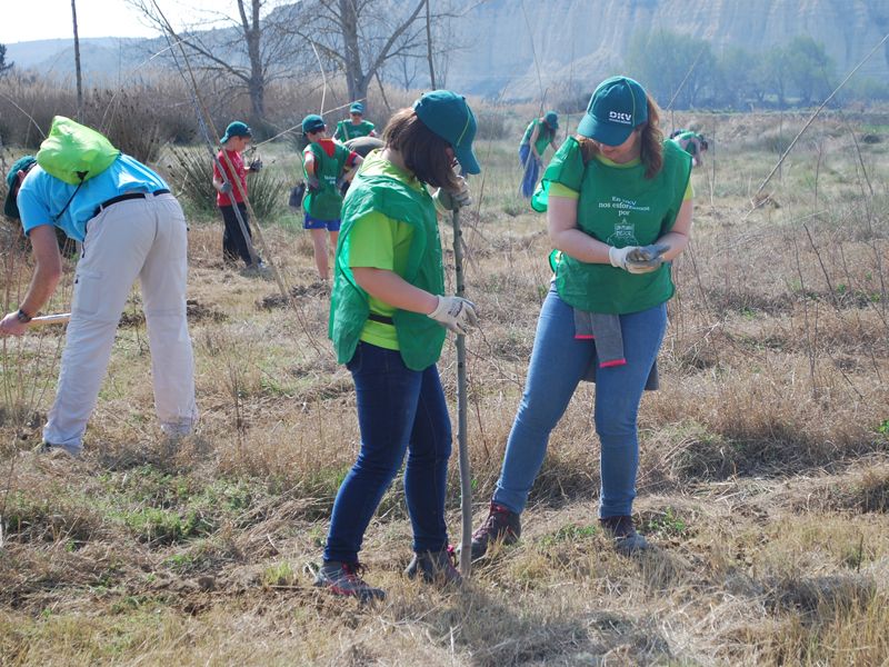 DKV y Reforest Project plantarán un bosque de 600 árboles en Madrid