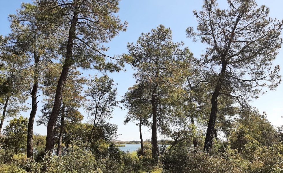 Innovación forestal en VALSAÍN