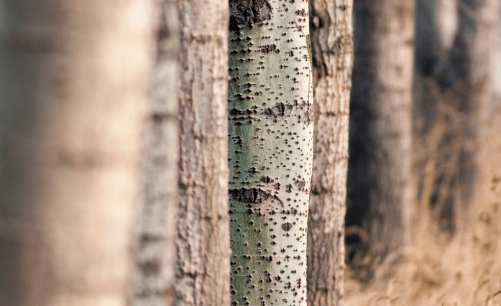 BIOPOPTECH: Innovación en torno al chopo