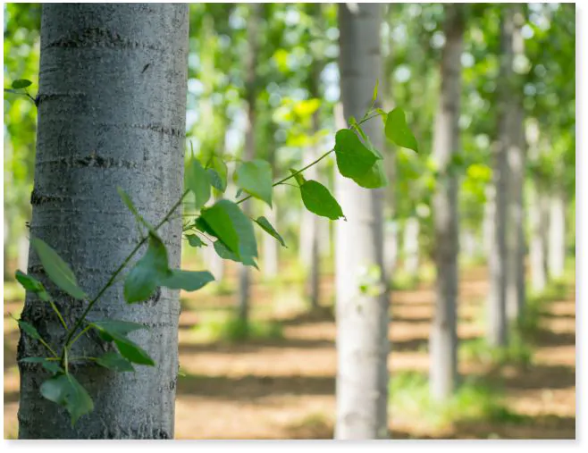 La madera de chopo destaca sobre las licitaciones de montes públicos