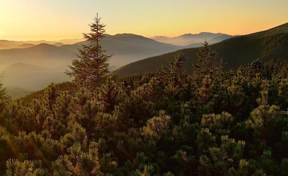 Legalidad y sostenibilidad en el sector de la madera
