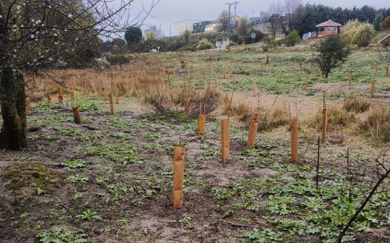 DKV y Reforest Project finalizan el 10% de la plantación de 600 árboles en Madrid
