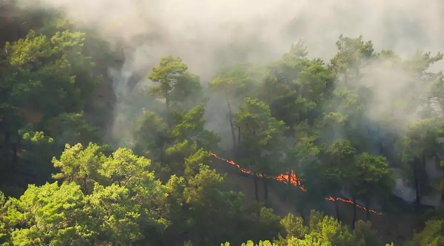 Declaración sobre la gestión de grandes INCENDIOS FORESTALES en España