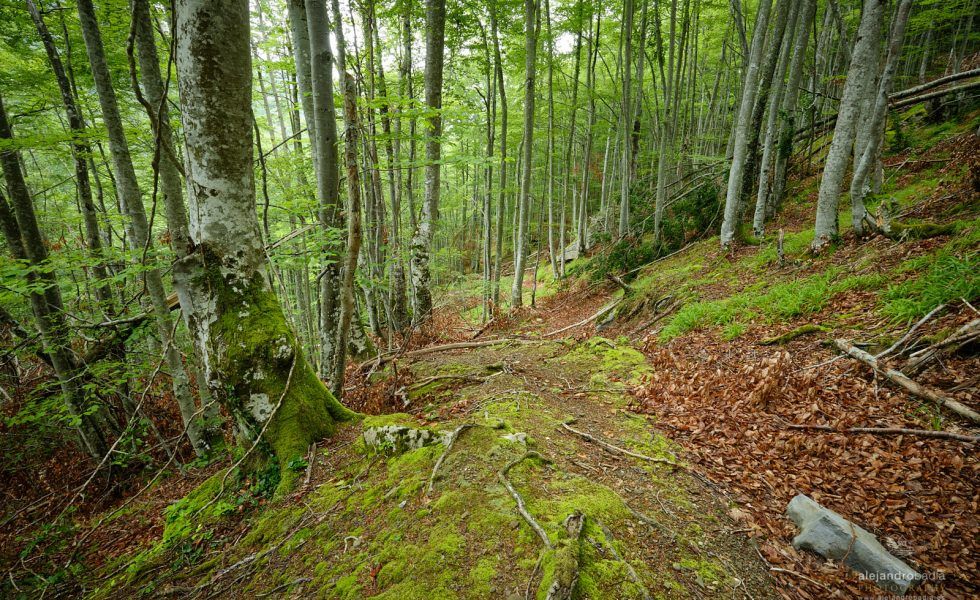 El proyecto LIFE Haya impulsará la sostenibilidad forestal y la mitigación del cambio climático en los hayedos de España