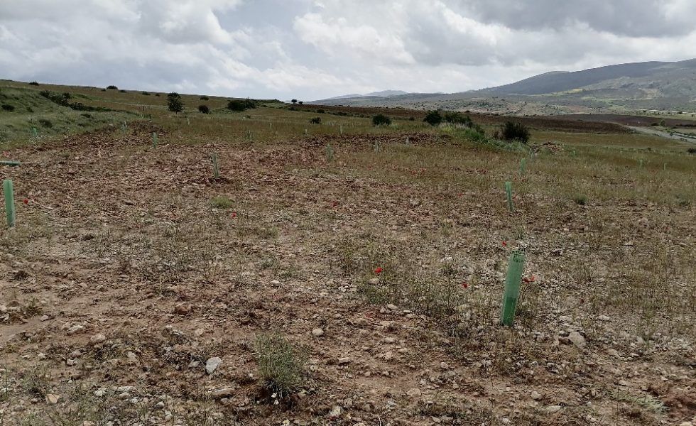 P&G y ALCAMPO junto a REFOREST ACTION plantan 8.000 árboles en zonas afectadas por incendios