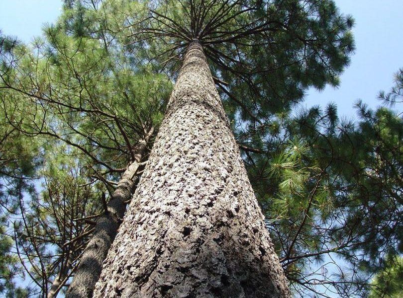 Más de 20 empresas están ya certificadas con la marca PINO DE GALICIA