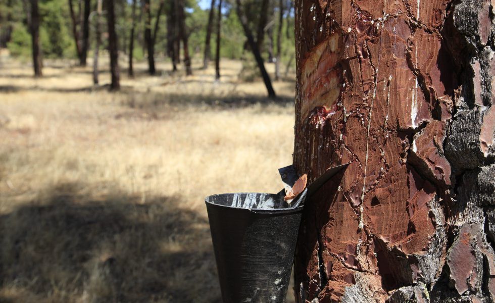 El grupo operativo RESINLAB visita Coca