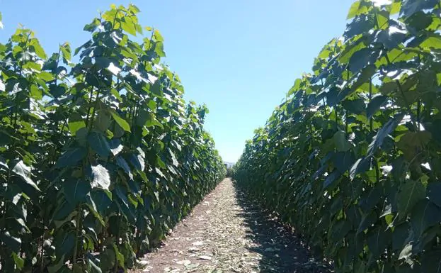 Crean tres viveros de chopo certificado en Granada