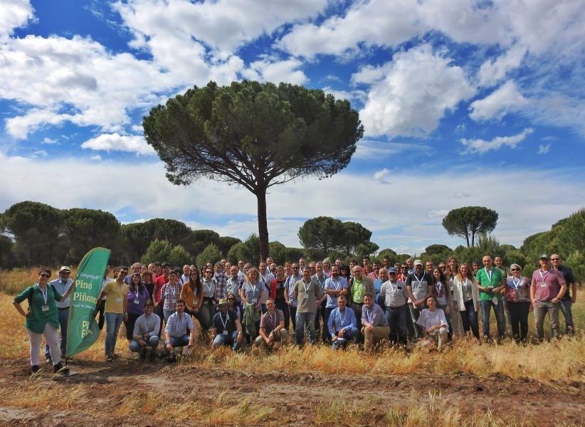 Jesús Pestaña, presidente de FAFCYLE: “Es necesario incrementar la investigación relacionada con la mejora genética del pino piñonero”