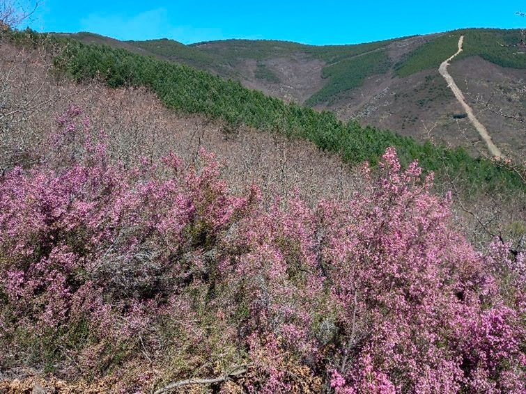 SUPERB congrega a una veintena de agentes implicados en la gestión forestal en El Bierzo