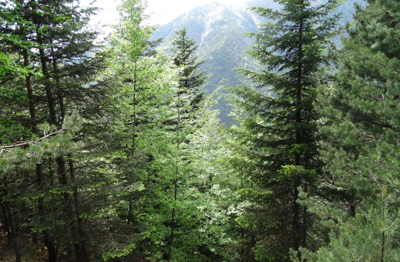 FSC actualiza la política de asociación