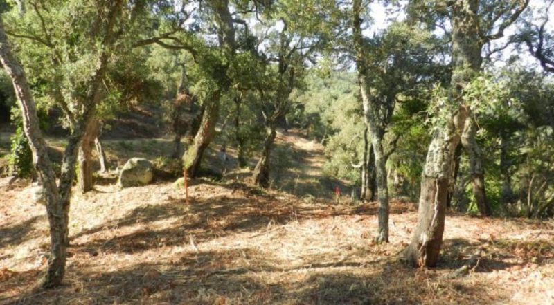 Proyecto de ICSURO para la adaptación del alcornocal al cambio climático