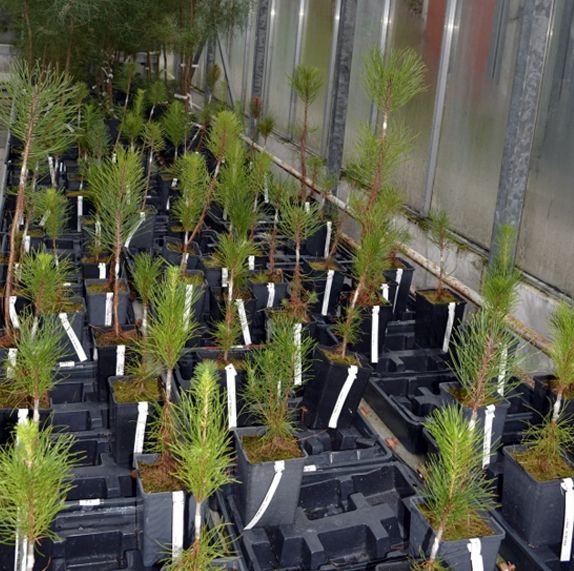 ARUME presenta los resultados para la mejora genética de las coníferas gallegas