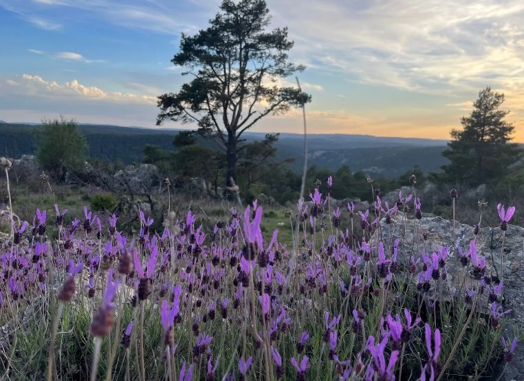 El “Bosque de la Abundancia” de Orea es el Bosque del Año en España 2023