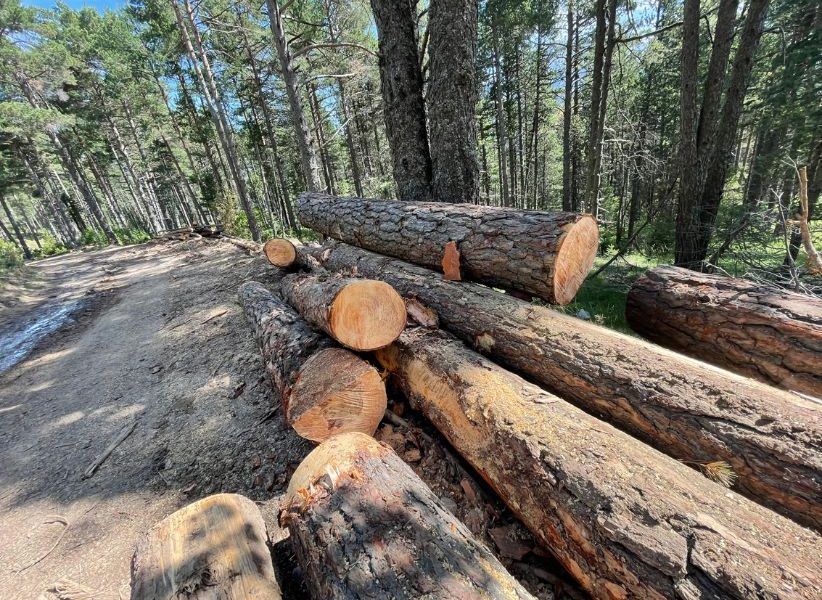 España solo aprovecha un 40% de biomasa forestal