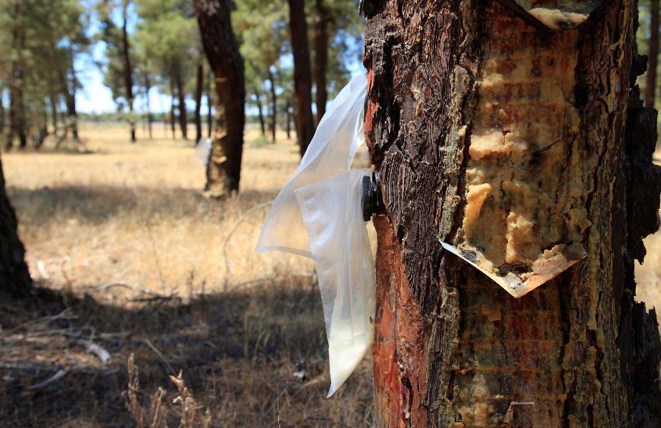 El Grupo Operativo RESINLAB crea el Observatorio de Datos de la Resina