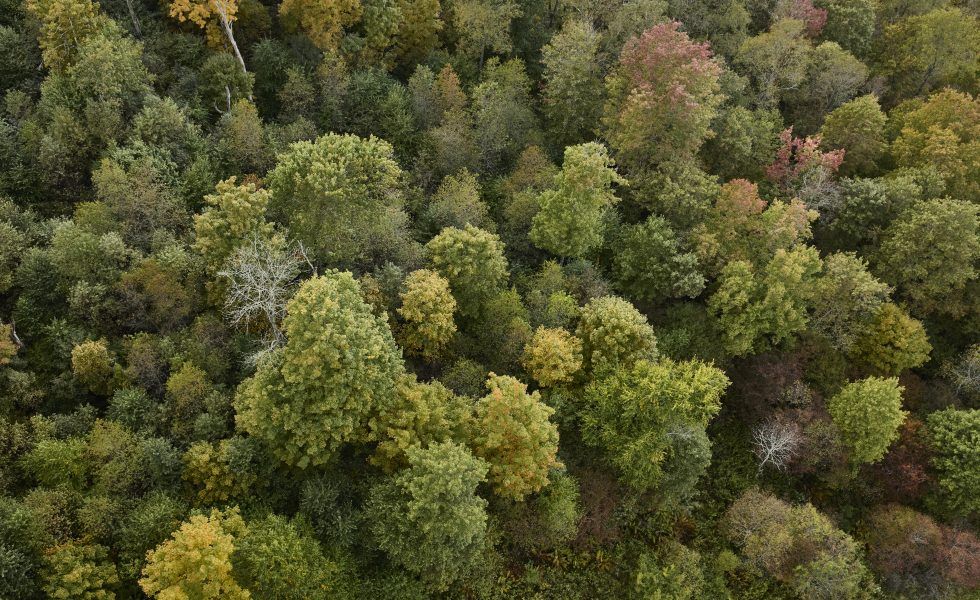 La COP28 pone el foco en la acción por el clima y la restauración de la naturaleza con la madera como una de las soluciones