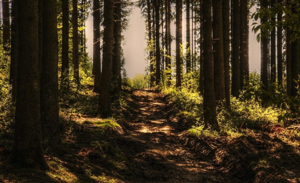 Soria diseñará una estrategia de adaptación de sus bosques al cambio climático