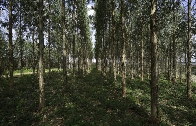ENCE y Forma-t impulsan un nuevo curso para formar a maquinistas forestales