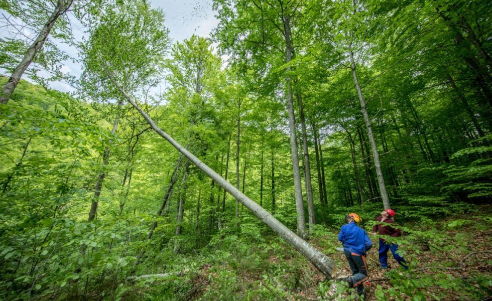 LIGNA ha proporcionado un valioso impulso para la gestión sostenible