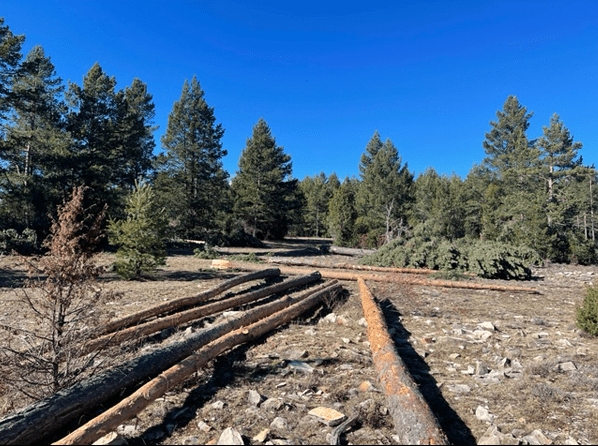 WOODFOREST SATELLITE: Avance de resultados