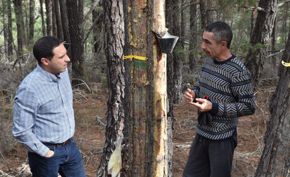 La Diputación de Cuenca destina 30.000 euros a ayudas a resineros